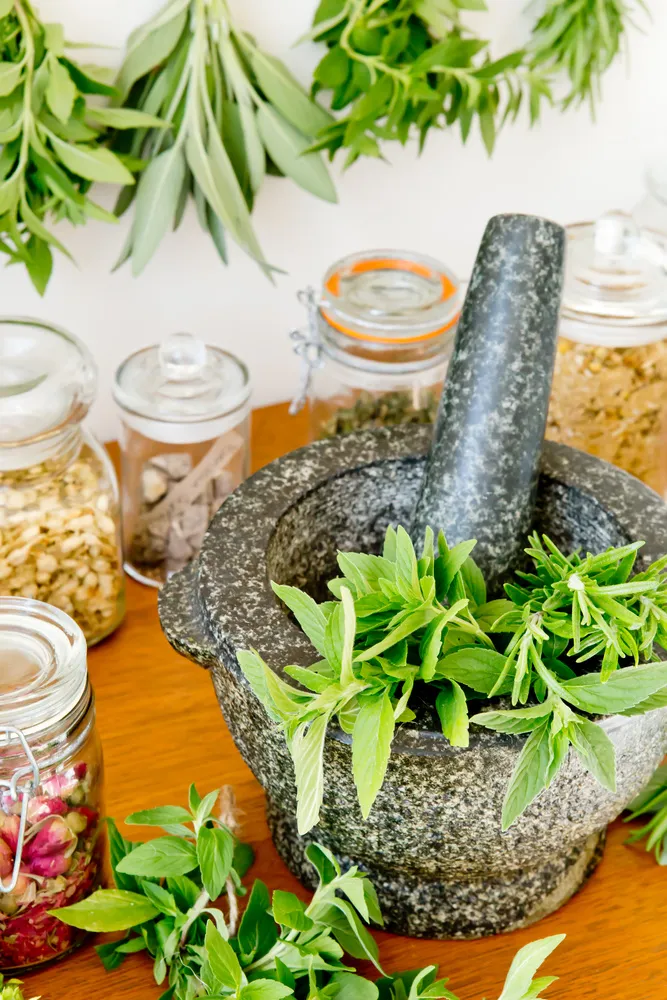 马齿苋提取物植物原料